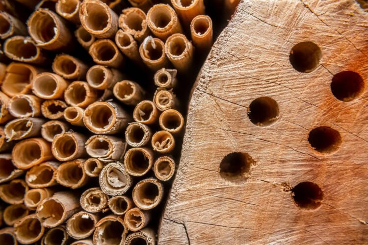 Insect Hotel: DIY Pollinator-Friendly Windowbox Planter